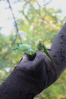 Red-ringed parrot pair is perched on an old, dead tree branch searching for nest photo