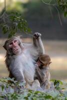 Pair of monkeys engaging in classic grooming behavior in a zoo photo