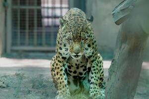 A wild leopard is showing an aggressive face while looking at the camera in a zoo photo