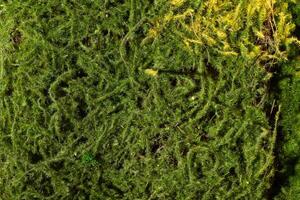 green moss texture Wallpaper, background with copy space photo