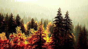 une forêt rempli avec beaucoup de grand des arbres video