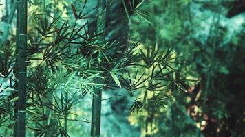 A close up of a bamboo plant with lots of leaves video