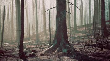 un' foresta pieno con molte di alto alberi video