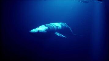 A Majestic Whale Swimming Among Schools of Fish in the Deep Blue Ocean video