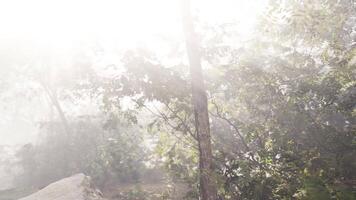 a Sol brilha através a árvores em uma nebuloso dia video