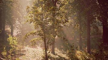 A forest filled with lots of trees and lots of leaves video