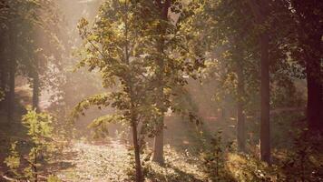 ein Wald gefüllt mit viele von Bäume und viele von Blätter video