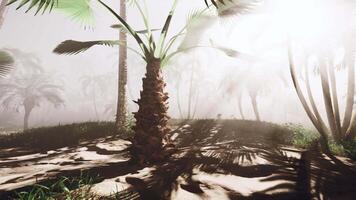 A palm tree in the middle of a foggy forest video