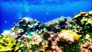 An underwater view of a colorful coral reef video