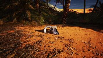 Remains of a Ram Skull Resting in the Desert Amongst Palm Trees video