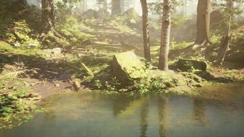 uma pequeno lagoa dentro a meio do uma floresta video