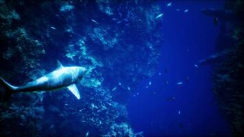 un' grande bianca squalo nuoto nel un acquario video