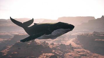 een groot walvis is drijvend in de lucht video