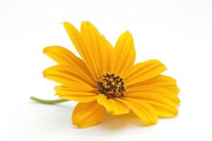 AI generated a yellow flower, isolated on white background photo