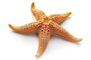 AI generated starfish, isolated on white background photo