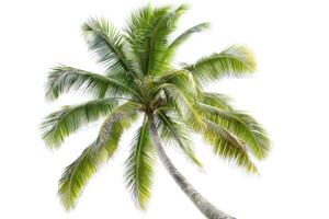 AI generated Coconut palm tree isolated on white background. photo