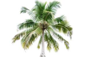 AI generated Coconut palm tree isolated on white background. photo