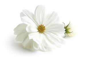 ai generado un blanco flor, aislado en blanco antecedentes foto