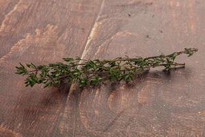 Thyme - aromatic seasoning herbal plant photo