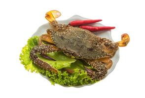 Raw crab in the bowl photo