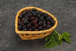 Fresh ripe sweet black currant photo