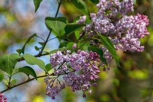 Green branch with spring lilac flowers photo