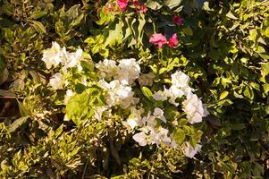 Bougainvillea flowers tree photo