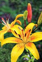 Lilly yellow flower photo