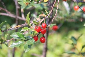 cherry tree berry photo