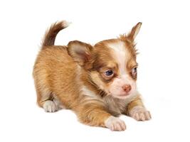 portrait of a cute purebred puppy chihuahua in front of white background photo