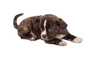 portrait of a cute purebred puppy chihuahua in front of white background photo