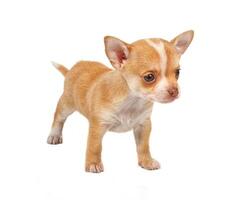 portrait of a cute purebred puppy chihuahua in front of white background photo