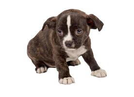 portrait of a cute purebred puppy chihuahua in front of white background photo