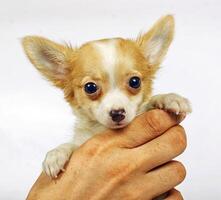 small chihuahua puppy photo