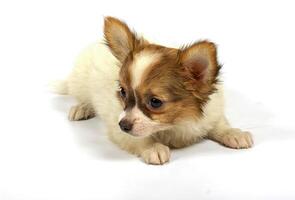 small chihuahua puppy photo