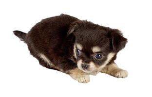 cute small chihuahua puppy sitting on white looking at camera isolated photo