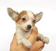 small chihuahua puppy photo