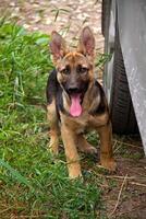 german shepherd in front of a natural green background photo