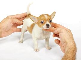 small chihuahua puppy photo