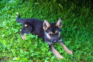 german shepherd in front of a natural green background photo