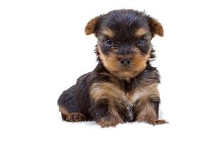 Puppy yorkshire terrier on the white background photo