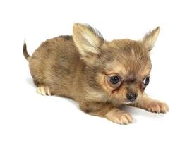 small chihuahua puppy photo