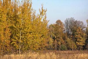 Beautiful landscape. Field and edge of forest photo