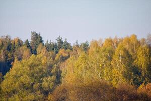 Autumn forest tree photo