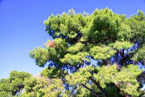 Pine on the mountain in Greece photo