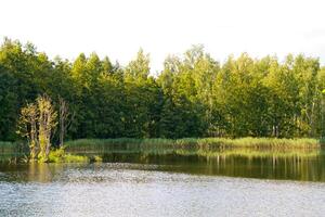 view of the beautiful river and forest photo