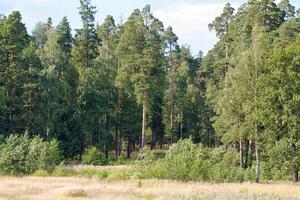 forest at summer, Russia photo