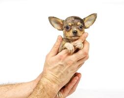 chihuahua pequeño perrito foto