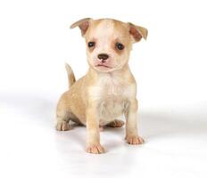 Funny puppy Chihuahua poses photo