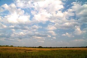 grass valley in forest during summer photo